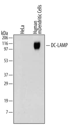 Human DC-LAMP Antibody, R D Systems 100ug; Unlabeled:Antibodies, Monoclonal