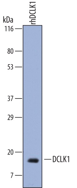 Human DCLK1 Antibody, R D Systems 100&mu;g; Unlabeled:Antibodies, Polyclonal