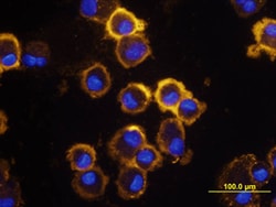Human DC-SIGN/CD209 Antibody, R D Systems 25&mu;g; Unlabeled:Antibodies,