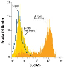 Human DC-SIGNR/CD299 Antibody, R D Systems 25&mu;g; Unlabeled:Antibodies,