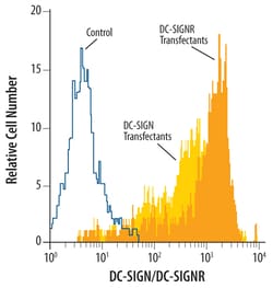 Human DC-SIGN+DC-SIGNR Antibody, R D Systems:Antibodies:Primary Antibodies
