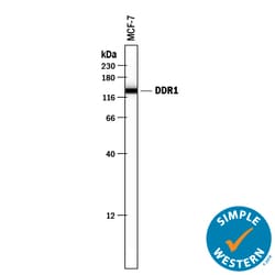 Human DDR1 Antibody, R D Systems 100&mu;g; Unlabeled:Antibodies, Polyclonal