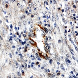 Human DDR1 Antibody, R D Systems 100&mu;g; Unlabeled:Antibodies, Polyclonal