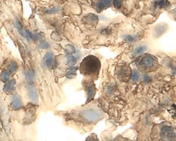 Human DDR2 Antibody, R D Systems 25&mu;g; Unlabeled:Antibodies, Monoclonal