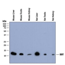 Mouse/Rat DDT Antibody, R D Systems 25&mu;g; Unlabeled:Antibodies, Polyclonal