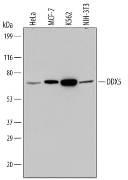 Human/Mouse DDX5 Antibody, R D Systems 25&mu;g; Unlabeled:Antibodies, Monoclonal
