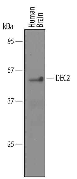 Human DEC2 Antibody, R D Systems 25&mu;g; Unlabeled:Antibodies, Polyclonal