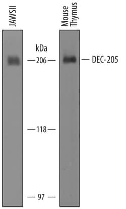 Mouse DEC-205/CD205 Antibody, R D Systems 25&mu;g; Unlabeled:Anticorps,