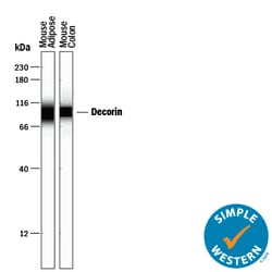 Mouse Decorin Antibody, R D Systems 100&mu;g; Unlabeled:Antibodies, Polyclonal
