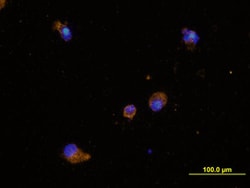Human Dectin-1/CLEC7A Antibody, R D Systems 25&mu;g; Unlabeled:Antibodies,