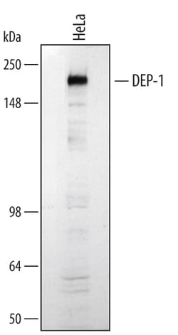 Human/Mouse/Rat DEP-1/CD148 Antibody, R D Systems 100&mu;g; Unlabeled:Antibodies,
