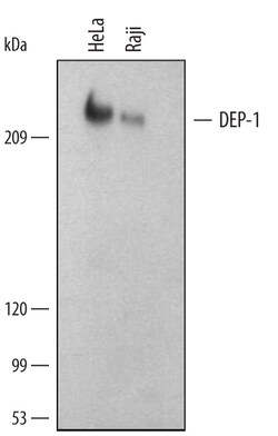 Human DEP-1/CD148 Antibody, R D Systems 25&mu;g; Unlabeled:Antibodies,