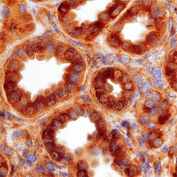 Human DEPTOR/DEPDC6 Antibody, R D Systems 100&mu;g; Unlabeled:Antibodies,