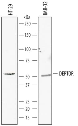 Human DEPTOR/DEPDC6 Antibody, R D Systems 100&mu;g; Unlabeled:Antibodies,