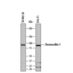 Human/Mouse Desmocollin-1 Antibody, R D Systems 100ug; Unlabeled:Antibodies,