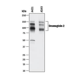 Human Desmoglein-2 Antibody, R D Systems 25&mu;g; Unlabeled:Antibodies,
