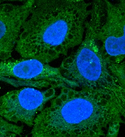 Human DFF40/CAD Antibody, R D Systems 25&mu;g; Unlabeled:Antibodies, Monoclonal