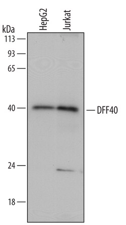 Human DFF40/CAD Antibody, R D Systems 25&mu;g; Unlabeled:Antibodies, Monoclonal