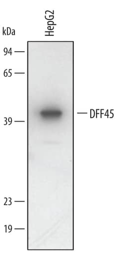 Human DFF45/ICAD Antibody, R D Systems 100&mu;g; Unlabeled:Antibodies,