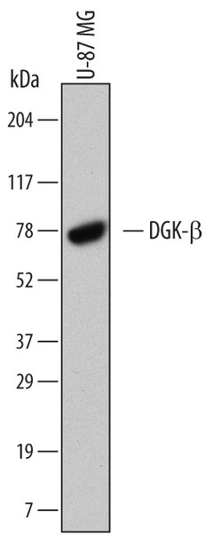 Human DGK-beta Antibody, R D Systems 25&mu;g; Unlabeled:Antibodies, Monoclonal