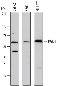 Human/Mouse DGK-epsilon Antibody, R D Systems 100&mu;g; Unlabeled:Antibodies,