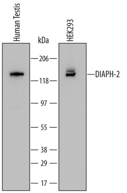Human DIAPH-2 Antibody, R D Systems 25&mu;g; Unlabeled:Antikörper