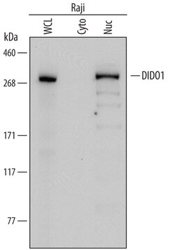 Human DIDO1 Antibody, R D Systems 100&mu;g; Unlabeled:Antibodies, Polyclonal
