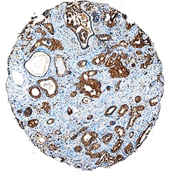 Digoxigenin Antibody, R D Systems 25μg; Unlabeled:Antibodies, Monoclonal