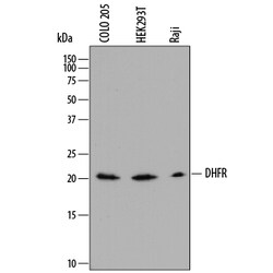 Human Dihydrofolate Reductase/DHFR Antibody, R D Systems 100&mu;g; Unlabeled:Antibodies,