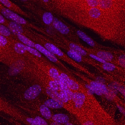 Human/Mouse/Rat Dihydrofolate Reductase/DHFR Antibody, R D Systems 100ug;