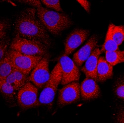Human/Mouse/Rat Dihydrofolate Reductase/DHFR Antibody, R D Systems 100ug;