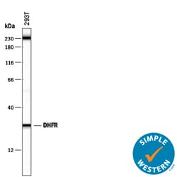 Human/Mouse/Rat Dihydrofolate Reductase/DHFR Antibody, R D Systems 100ug;