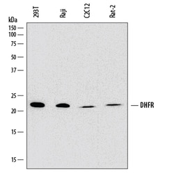 Human/Mouse/Rat Dihydrofolate Reductase/DHFR Antibody, R D Systems 100ug;