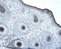 Mouse Dkk-2 Antibody, R D Systems 25&mu;g; Unlabeled:Anticuerpos