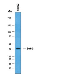 Human Dkk-3 Antibody, R D Systems 100&mu;g; Unlabeled:Antibodies, Polyclonal