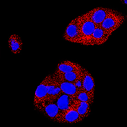 Human DLL1 Antibody, R D Systems 25&mu;g; Unlabeled:Antibodies, Monoclonal