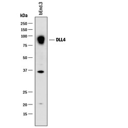 Mouse DLL4 Antibody, R D Systems 100&mu;g; Unlabeled:Antibodies, Polyclonal