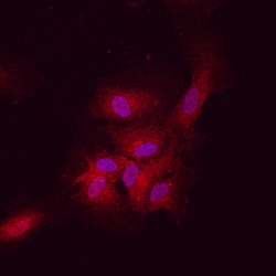Human DLL4 Antibody, R D Systems 100ug; Unlabeled:Antibodies, Monoclonal