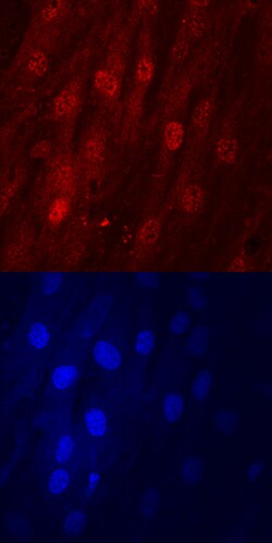 Human DLX5 Antibody, R D Systems 25 &mu;g | Buy Online | R&D Systems | Fisher Scientific