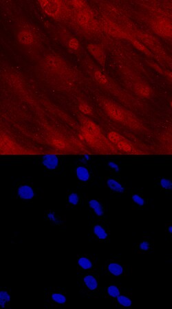 Human DLX5 Antibody, R D Systems 100ug; Unlabeled:Antibodies, Monoclonal