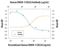 Human DNAM-1/CD226 Antibody, R D Systems:Antibodies:Primary Antibodies