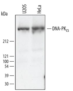Human DNA-PKcs Antibody, R D Systems 100&mu;g; Unlabeled:Antibodies, Polyclonal