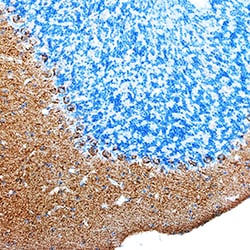 Mouse DNER Antibody, R D Systems 25&mu;g; Unlabeled:Antibodies, Polyclonal