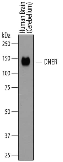 Human DNER Antibody, R D Systems 100&mu;g; Unlabeled:Antibodies, Polyclonal