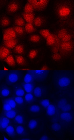 Human DNMT3A Antibody, R D Systems 25&mu;g; Unlabeled:Antibodies, Monoclonal