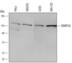 Human/Mouse DNMT3A Antibody, R D Systems 100ug; Unlabeled:Antibodies, Monoclonal