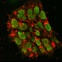 Human DNMT3B Antibody, R D Systems 25&mu;g; Unlabeled:Antibodies, Polyclonal