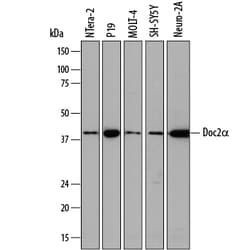 Human/Mouse Doc2 alpha Antibody, R D Systems 25&mu;g; Unlabeled:Antibodies,