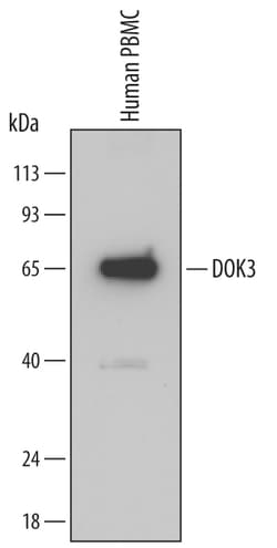 Human DOK3 Antibody, R D Systems 100 &mu;g | Buy Online | R&D Systems | Fisher Scientific