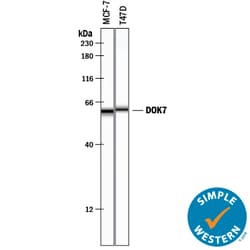 Human/Mouse/Rat DOK7 Antibody, R D Systems 100&mu;g; Unlabeled:Antibodies,